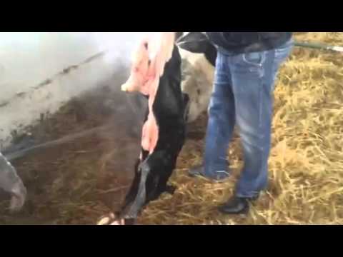 Домашний минет в порно видео онлайн бесплатно