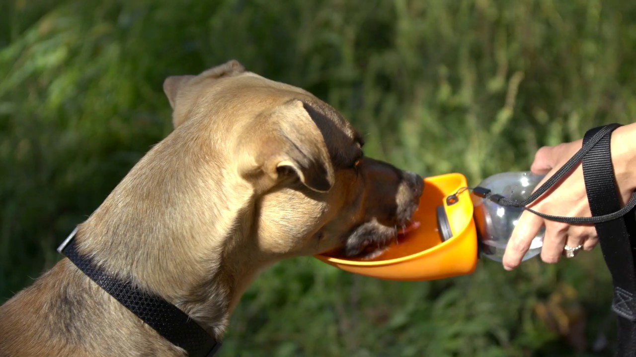 Fold A Bowl from Flipo Pets