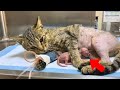 【保護猫】事故で下半身不随になりながらも出産に耐え「お母さん」になろうとした野良猫→9日後...【感動する話】