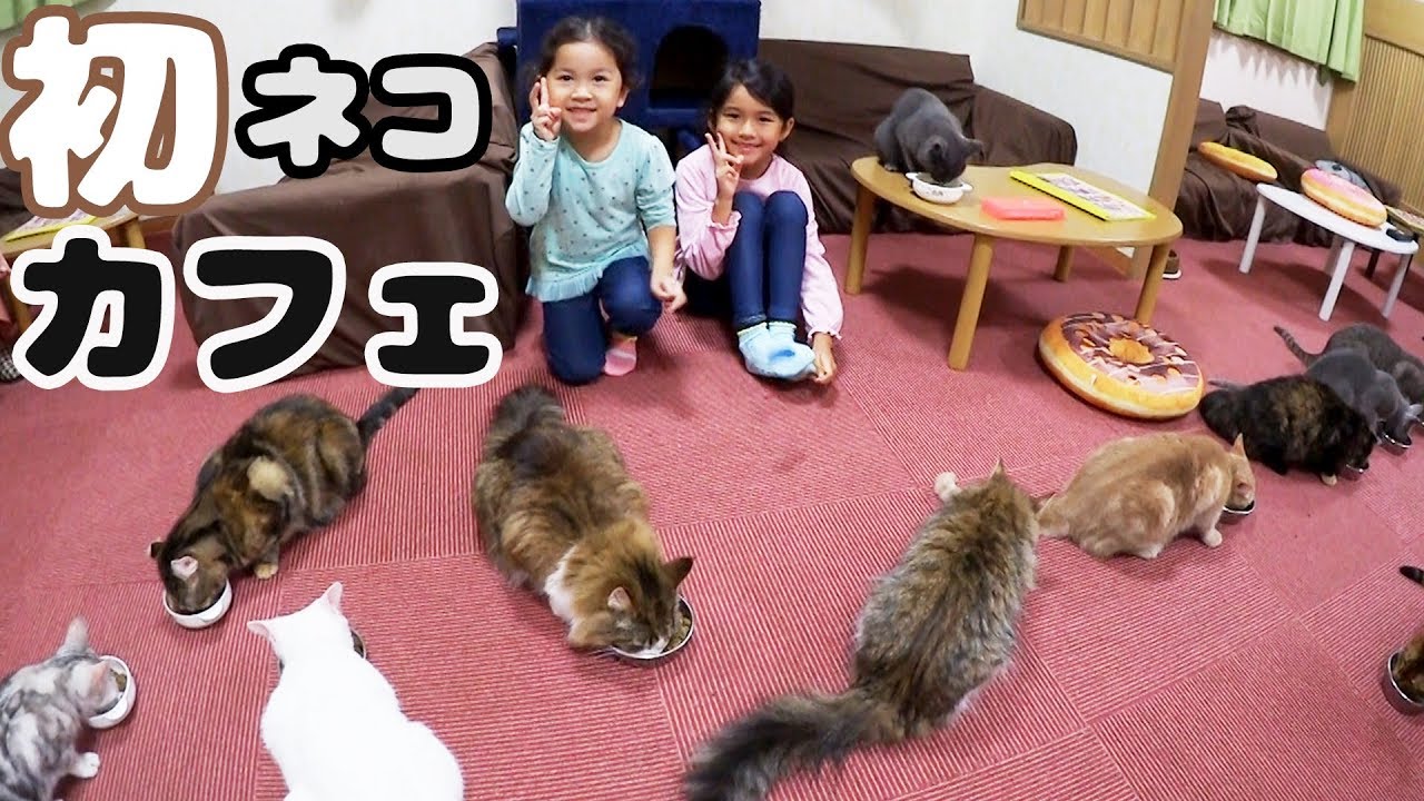 ○普段遊び○まったりと初ネコカフェ♡猫店長に怒られた ＞＜まー