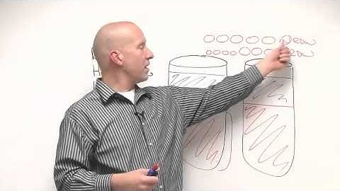 WellnessFX: Red Blood Cell Indices Part 1 with Bryan Walsh