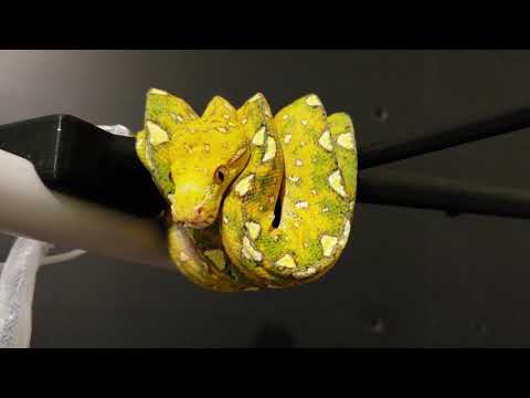 Biak green tree python update