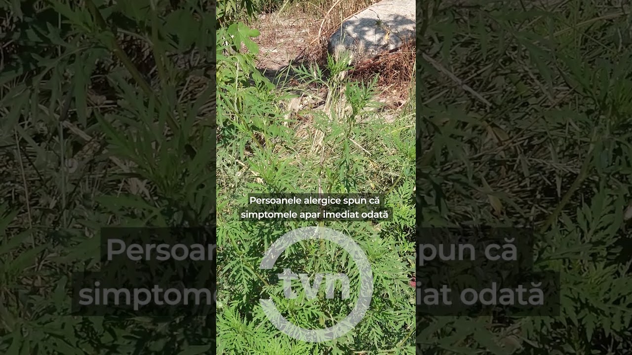 AMBROZIA PROVOACĂ ALERGII SEVERE