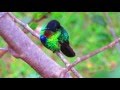 Fiery-Throated Hummingbird at Mount Totumas Cloud Forest