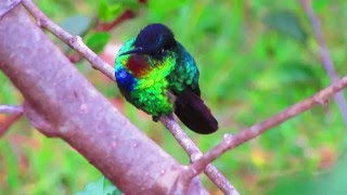 Fiery-Throated Hummingbird at Mount Totumas Cloud Forest