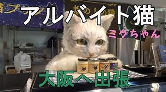 坂の上の猫プリン Youtube