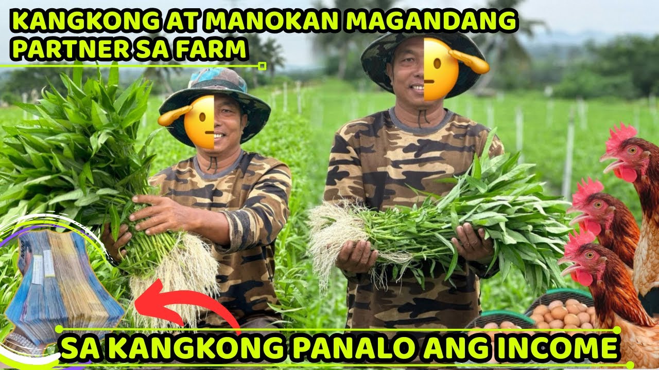 SA KANGKONG PANALO ANG INCOME- MANOKAN AT  KANGKONG  MAGANDANG PARTNER SA FARM