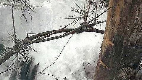 How to Set a Spring Loaded Snare Trap