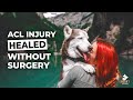 Dog ACL Healed WITHOUT Surgery  + 🐮 CHASED by SWISS COWS 🇨🇭