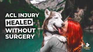Dog ACL Healed WITHOUT Surgery  + 🐮 CHASED by SWISS COWS 🇨🇭