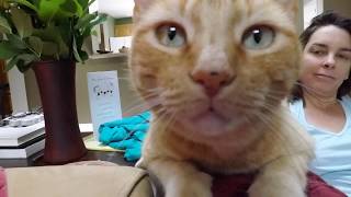 Pluto: World's Greatest Orange Tabby Cat by johnpatrickschutz 81 views 6 years ago 8 minutes, 54 seconds