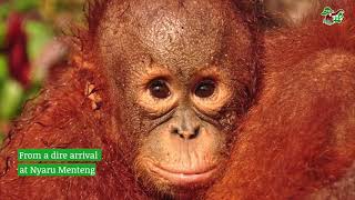 Liti The Orangutan's Release Journey