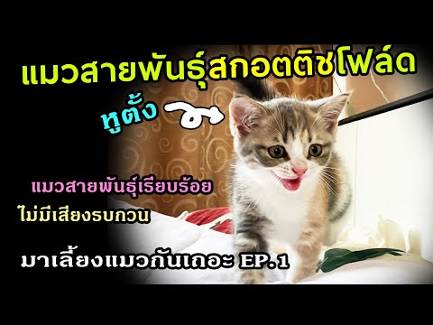 แมวสายพันธุ์ สกอตติชโฟล์ด แมวสายพันธุ์เรียบร้อย
