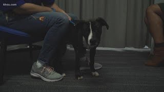 Make a difference on Adopt A Pet Day at the Houston SPCA