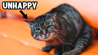 15 Subtle and Common Mistakes That Are Making Your Cat Unhappy (and You Don't Know) by The Curious Cat 13,129 views 2 weeks ago 11 minutes, 3 seconds