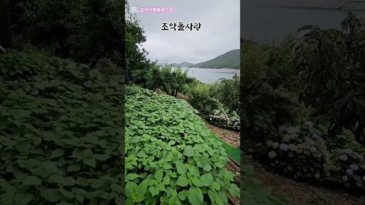#산달도 #거제바다 #거제도 #유자 #구독 #좋아요 #shorts
