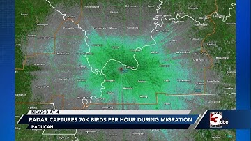 Paducah radar captures 70k birds per hour during migration season