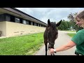 Foal Friday: Quality Road and Good On Paper Filly