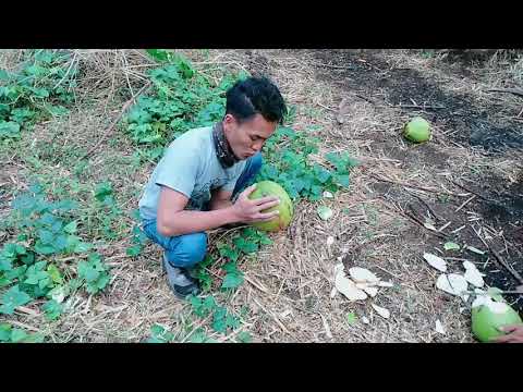 Video: Cara Makan Kelapa