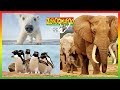 🐵  Zoboomafoo | Season 1 Episode 6-10 Full Episode Compilation | Animal Shows for Kids 🐵