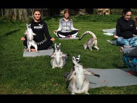 Video: Yoga Im Freien Mit Lemuren