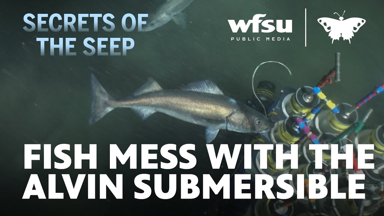 Sablefish Mess With the Alvin Submersible | Secrets of the Seep