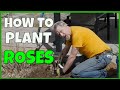 How to plant bare root roses