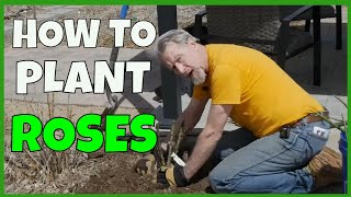 How to Plant Bare Root Roses