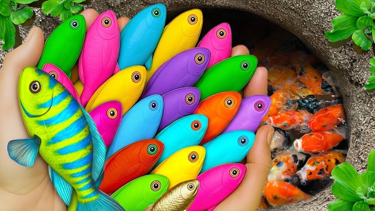 Catch Colorful Ornamental Aquarium Fish in Small Pond – Goldfish, Guppy, Betta Fish, Koi,Eel,Turtle🐠