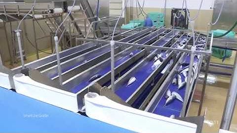 SmartLine Grader for mackerel – Fast, accurate and hygienic