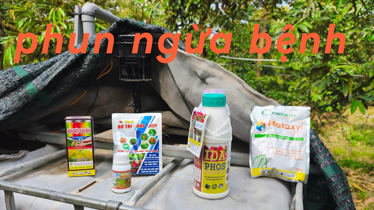 # 203 Thu tàng sầu riêng lúc nào là hợp lý và phun ngừa bệnh 