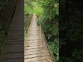 Pure nature in the forest 2023 #nature #forest #pure #sounds #birds #birdsounds