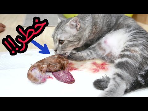 فيديو: كيف نفهم أن قطة تلد