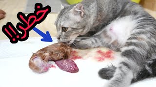 دورة تدريب القطط 8 /  مساعدة القطة أثناء الولادة