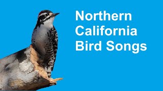 32 आम पिछवाड़े में पाए जाने वाले पक्षियों के गीत | उत्तरी कैलिफोर्निया [शुरुआती गाइड] screenshot 5