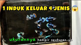 Age 30 Days, Sort Blue Ivory Guppy: Type of fish that comes out in 4 colors 😱