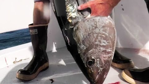 A Shocking Salute to the Tuna Gods: San Clemente Island