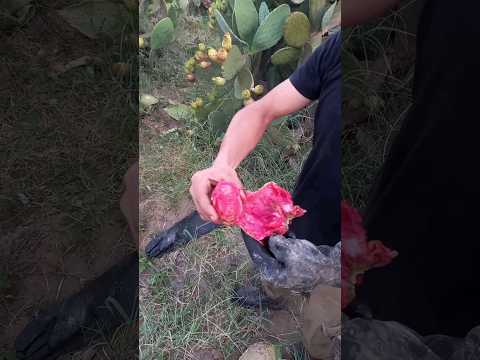احلى تين شوكي احمر
