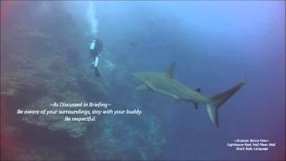 Understanding Sharks Body Language, Lighthouse Reef BELIZE