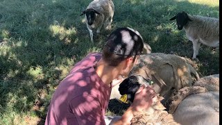 How we rotationally graze our Dorper sheep on 5 acres 