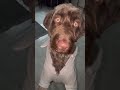 El olfato de un perro es increíble