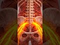 Sciatica | Back Pain | Lumber radiculopathy | Nerve Compression | Seating pain
