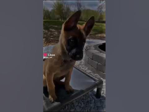 обожаю эту породу видио не моë было взято из лайка - YouTube