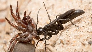 Wasp vs Ant: tug-of-war with spider