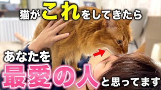 【保存版】猫が最も愛する人にだけ見せる仕草10選