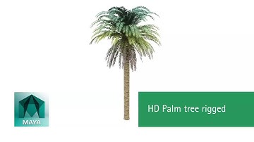 HD Palm tree - Rigged