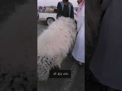 السدراني لتسويق المواشي مدينة الأنعام ببريدة
