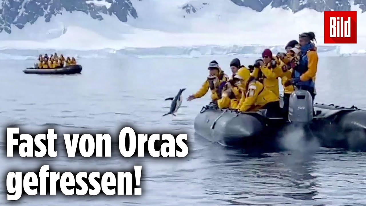 Emperor penguin chicks jump off a 50-foot cliff in Antarctica NEVER-BEFORE-FILMED FOR TV | Nat Geo