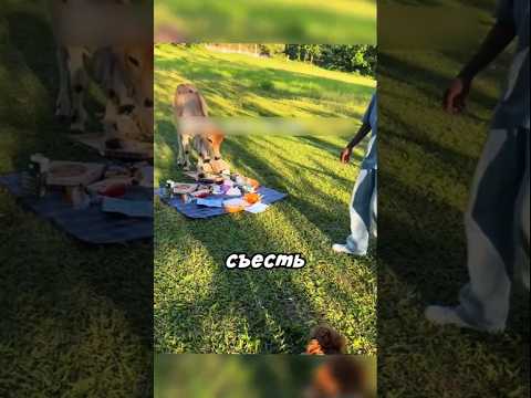 Корова отобрала еду с пикника 😂