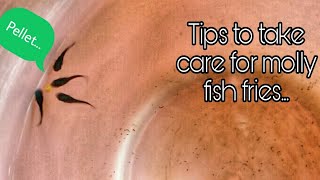 HOW TO PROPERLY TAKE CARE OF MOLLY FISH BABIES IN HINDI | MOLLY FISH KA BACHA KA KHEYAL KESE RAKHE |
